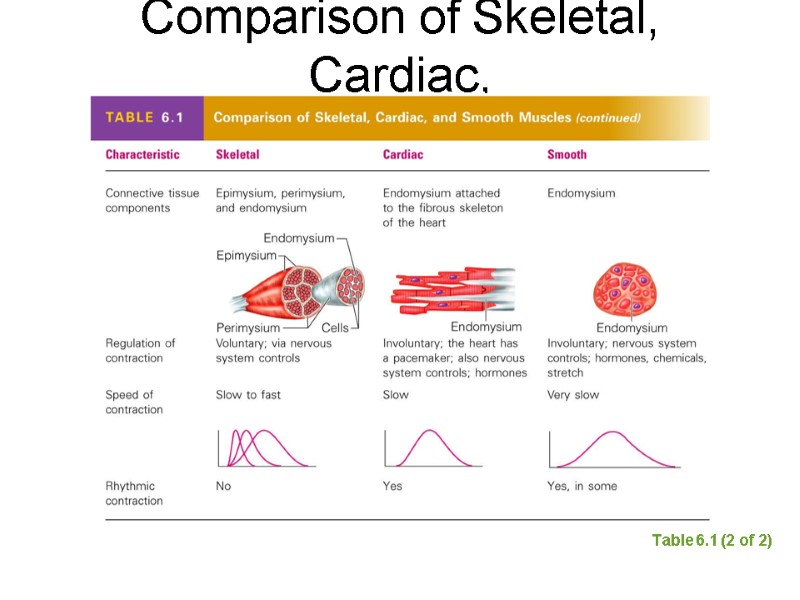 Comparison of Skeletal, Cardiac,  and Smooth Muscles Table 6.1 (2 of 2)